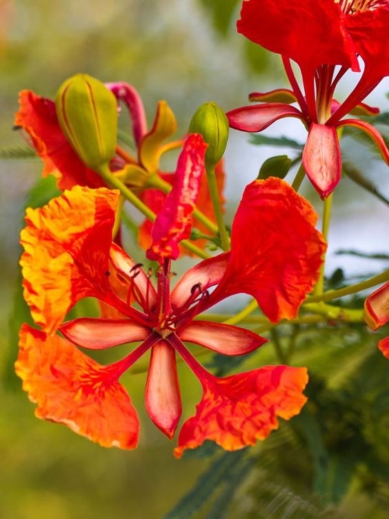 Bright red-orange Flame Tree flowers (Hoa Phượng) blooming on branches against a blue sky.