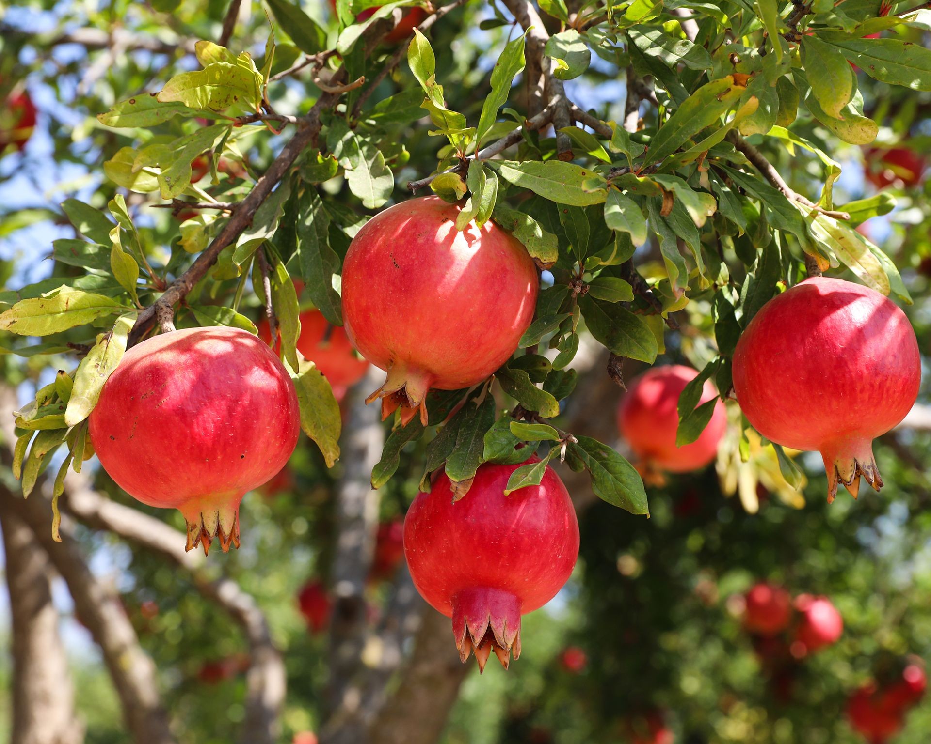 Bright red pomegranate fruits hanging from a tree branch