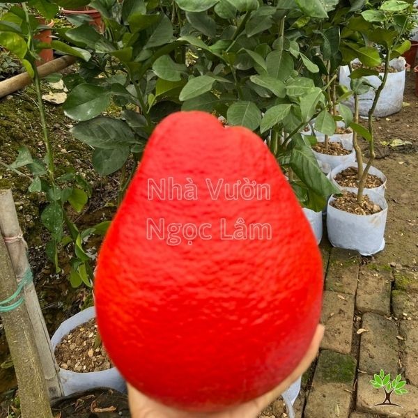 Bright red pulp of a Thai Red Pomelo, a juicy tropical citrus fruit