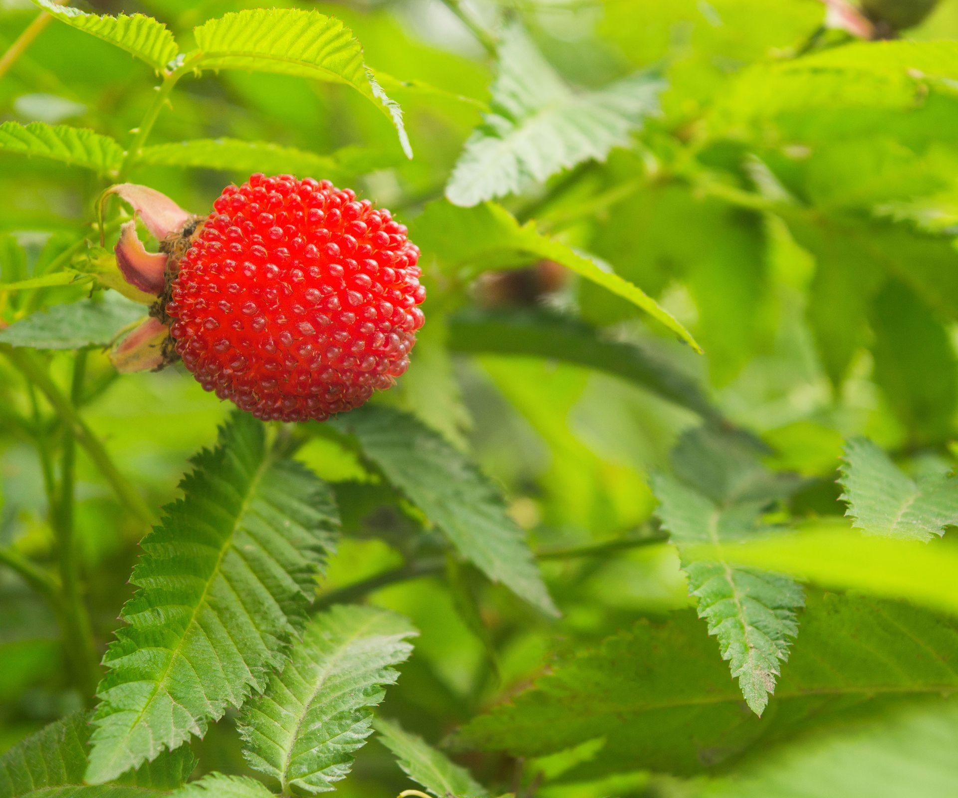 Bright red Thimbleberries are shown ripening on a branch among the distinctive large, soft leaves