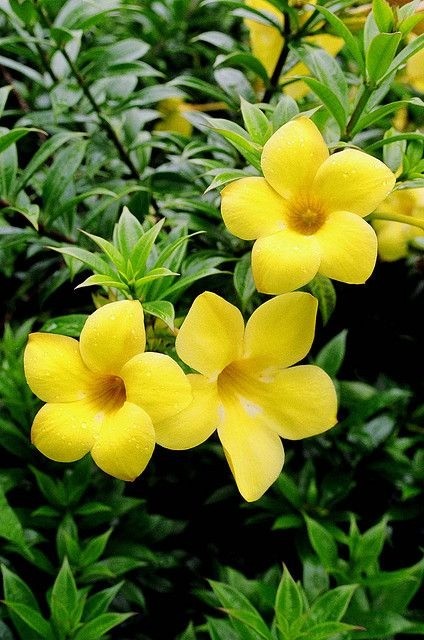 Bright yellow Allamanda flowers with a trumpet shape growing on a vine.