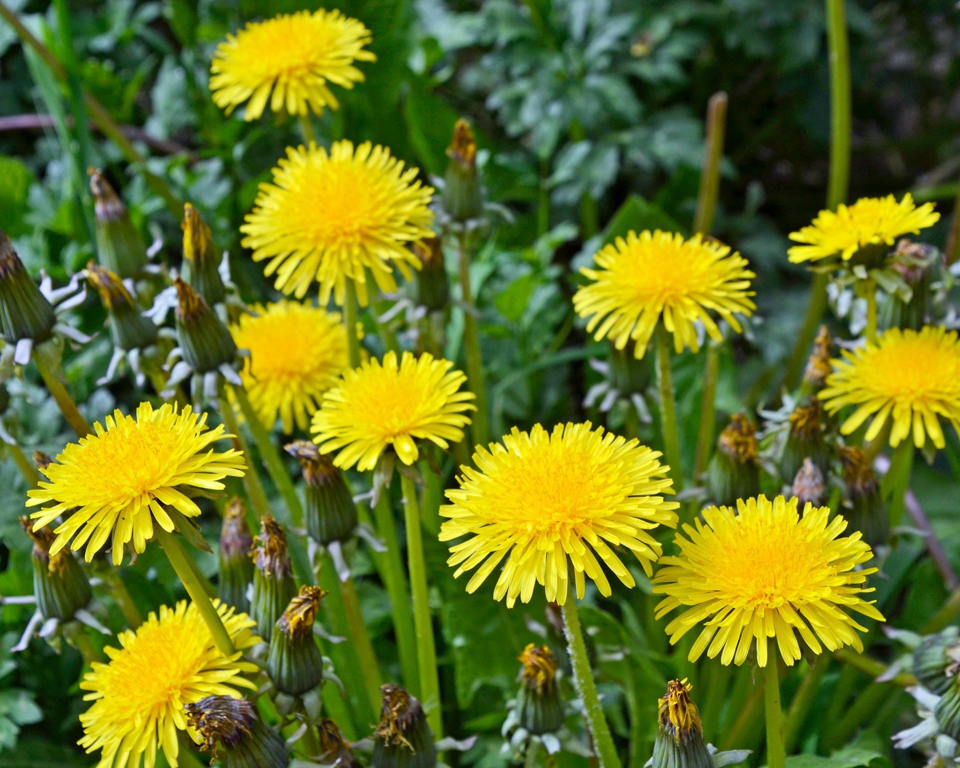 Bright yellow dandelion flowers blooming amongst green leaves in a natural setting