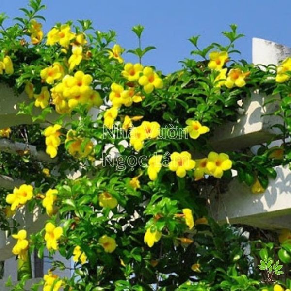 Bright yellow flowers of Shower of Gold Vine