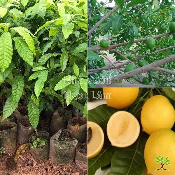 Bright yellow Golden Star Apple fruits growing directly on the trunk and branches of the tree.
