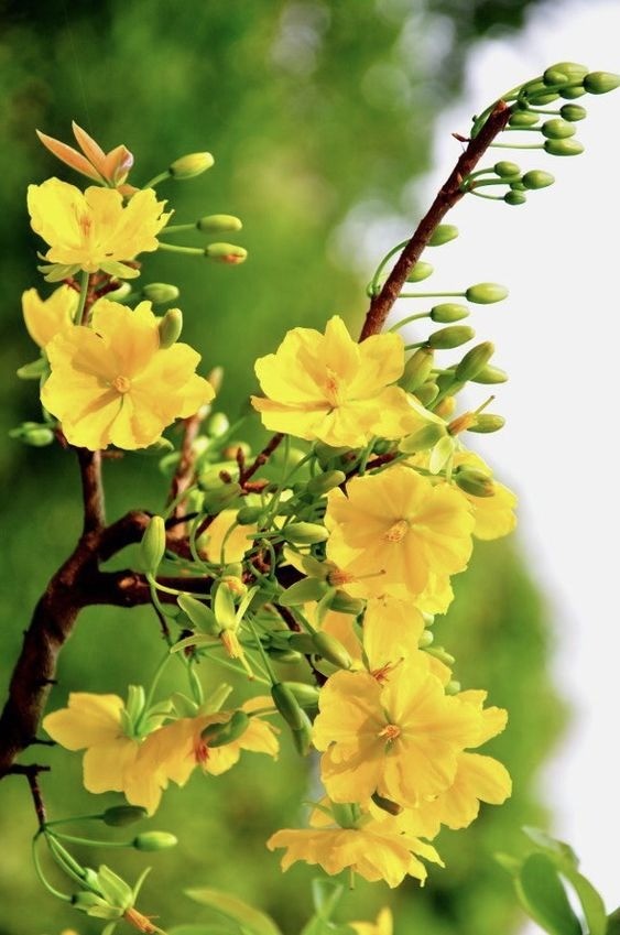 Bright yellow Ochna flowers (Hoa Mai) blooming on branches, a traditional symbol of Tet (Vietnamese Lunar New Year).