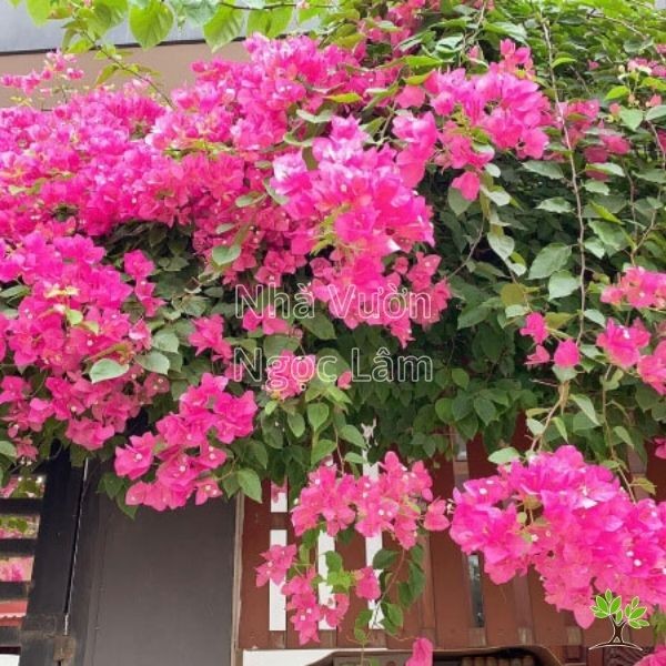 Brilliant magenta Bougainvillea flowers creating a wall of color on a sunny balcony