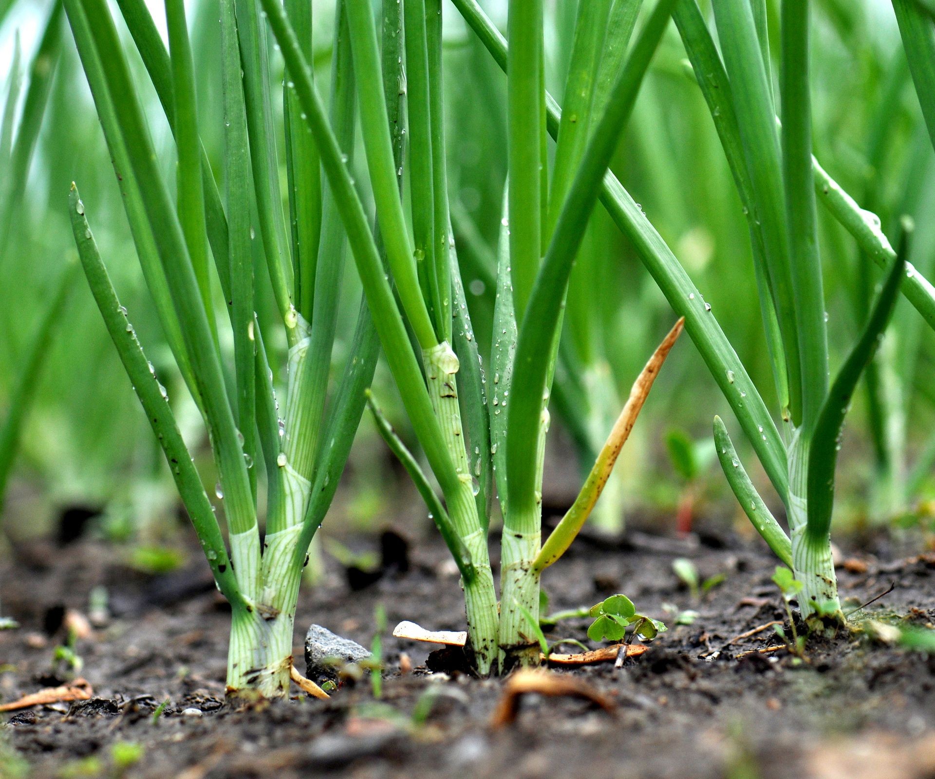 Bundles of fresh scallions (spring onions) with green tops and white bulbs