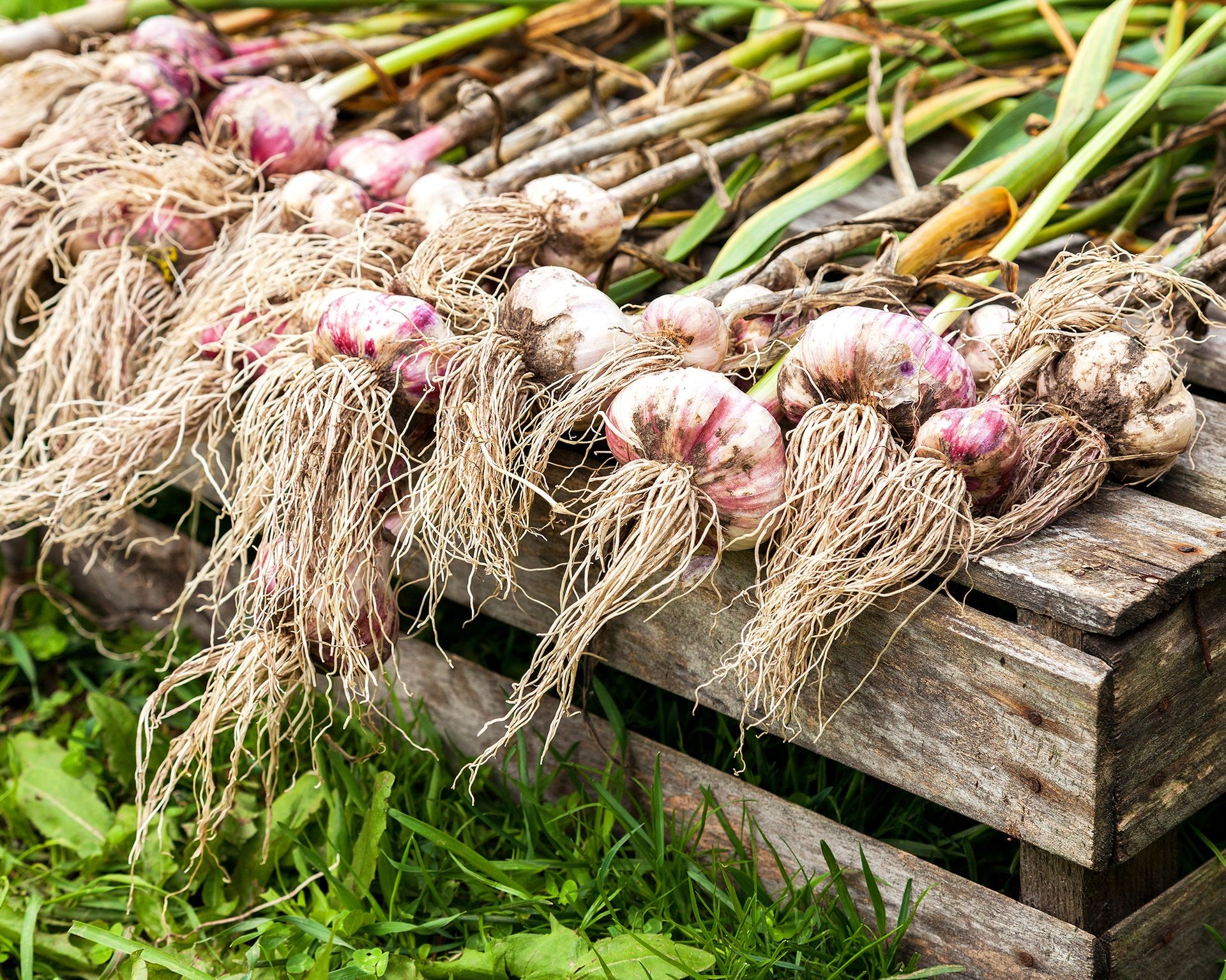 Bundles of freshly harvested garlic bulbs with soil still attached to roots