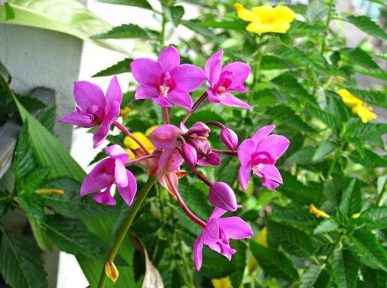 Bushy pot of purple Phaius 'Nun's' orchids with five-petaled flowers, suitable for garden decoration.