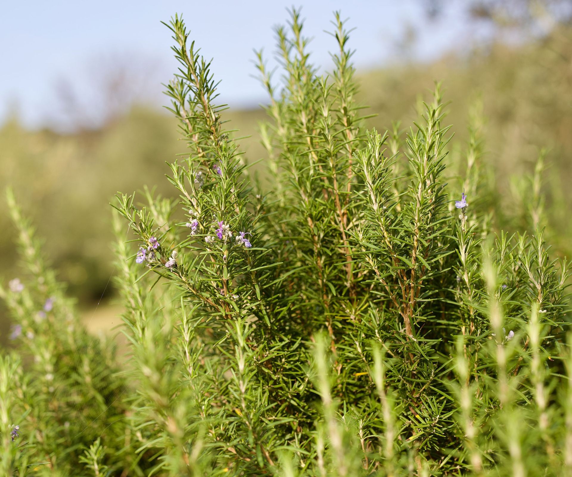 Bushy rosemary plant with grey-green leaves growing in a garden bed