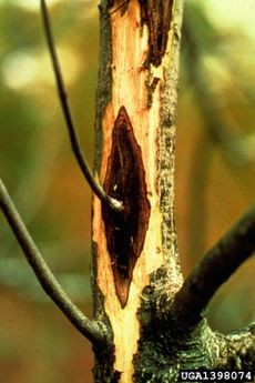 Butternut tree trunk showing symptoms of canker disease.