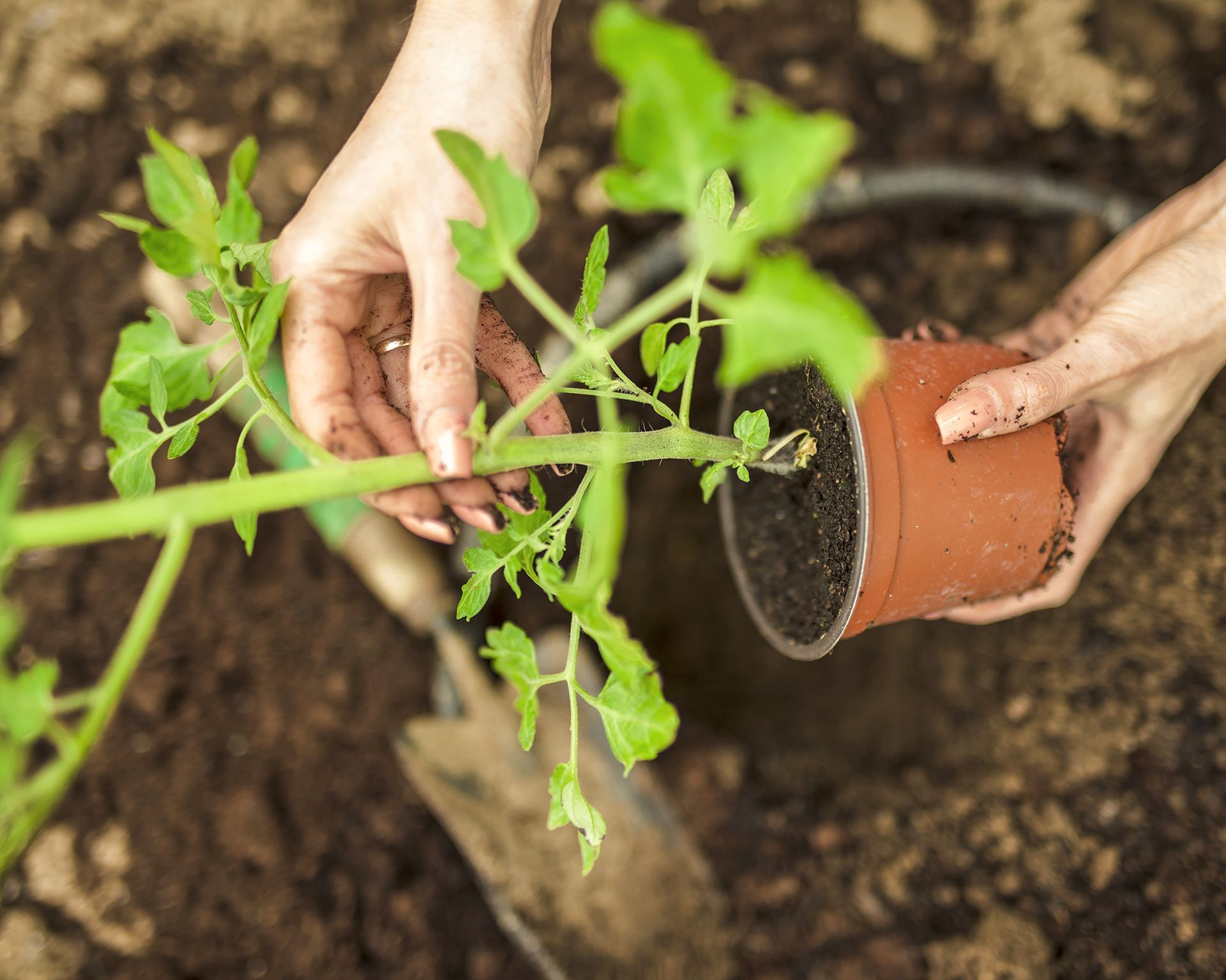 Carefully planting a small tomato seedling into prepared garden soil, the first step in growing delicious homegrown tomatoes.