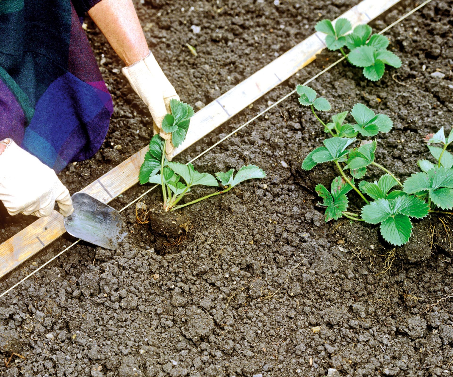 Carefully planting small strawberry plants into prepared garden soil