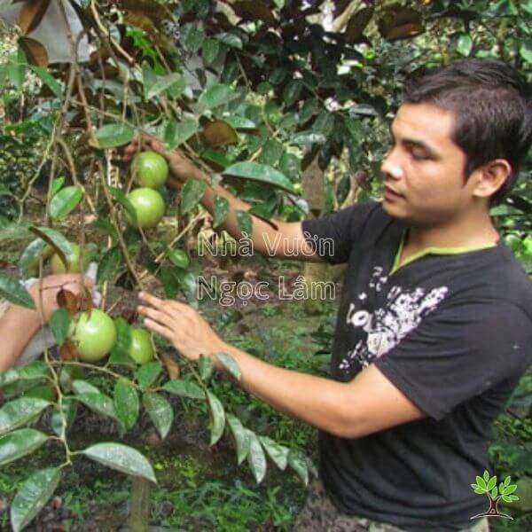 Caring for Star Apple Tree