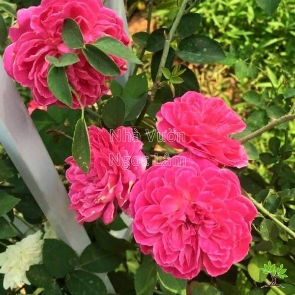 Caring for Tuong Vi Climbing Roses