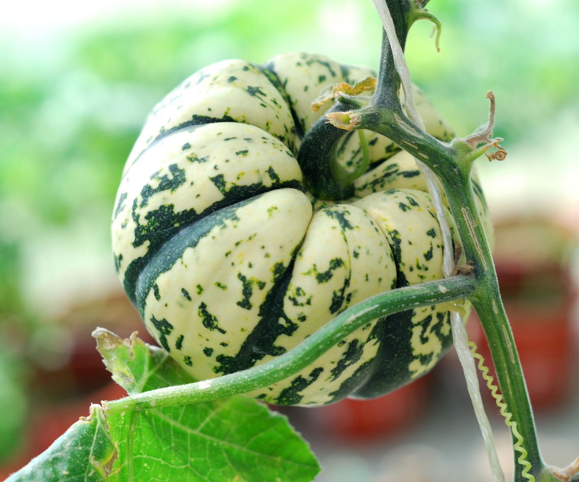 Carnival squash fruit growing on a vine with large leaves