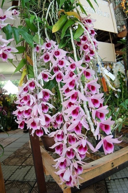 Cascading clusters of fragrant purple Dendrobium orchids (Phi Điệp Tím) hanging from a pot.