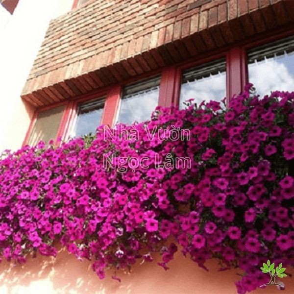 Cascading purple and pink Petunias in hanging baskets on a balcony