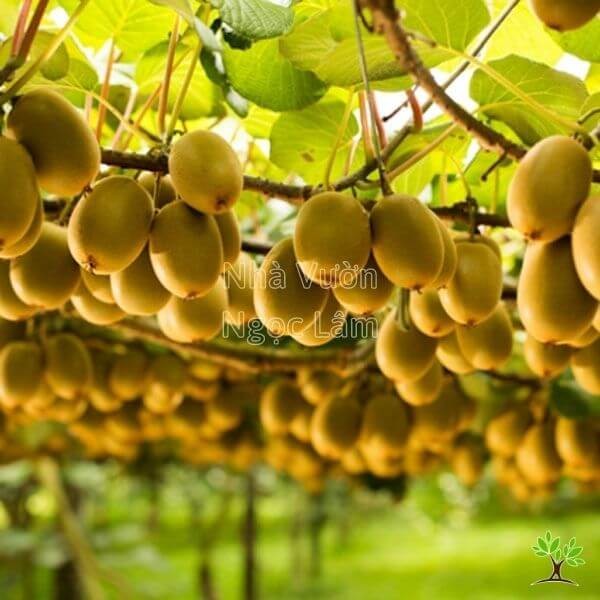 cay-kiwi-giong