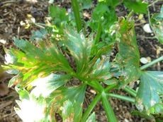 Celery Cercospora Blight Disease On Celery Crops