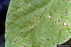 Cercospora Leaf Spots On A Bean Plant Leaf