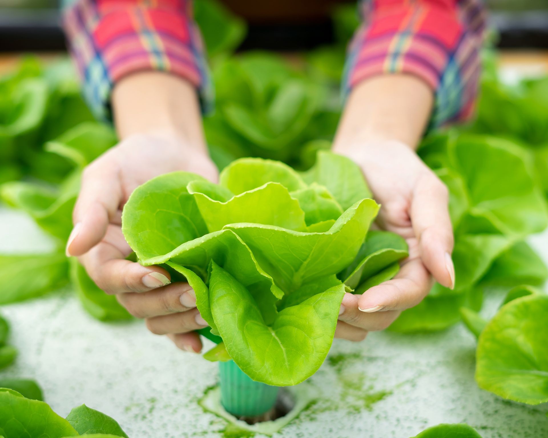 Checking the health and growth of hydroponic lettuce indoors