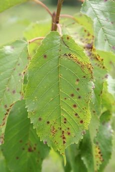 Cherry leaves showing symptoms of leaf spot disease