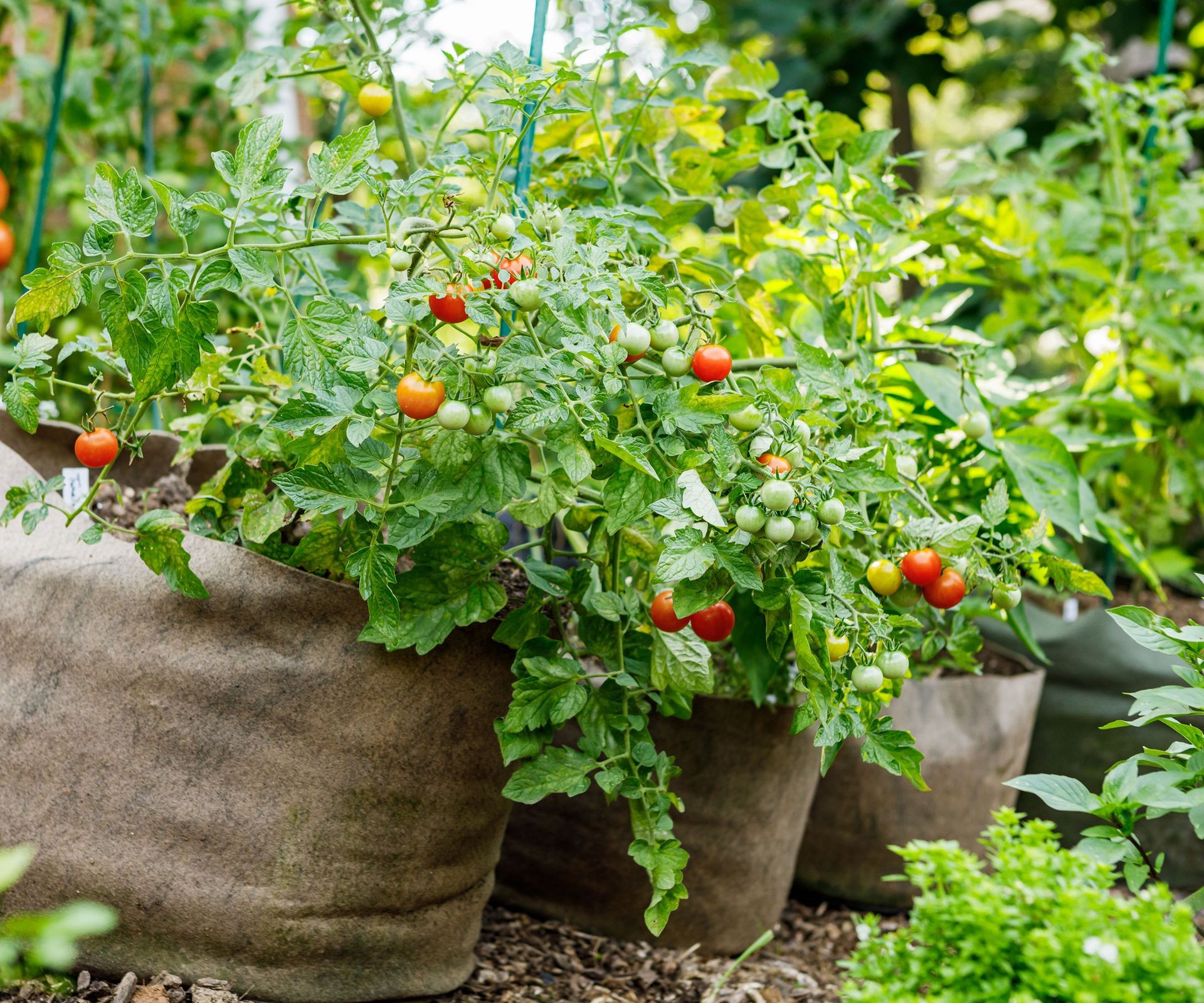 Cherry tomatoes ripening on the vine in containers