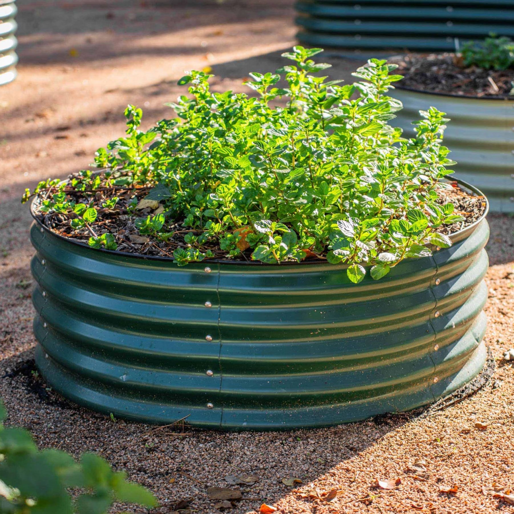 Circular raised metal garden bed filled with soil, ready for planting strawberries