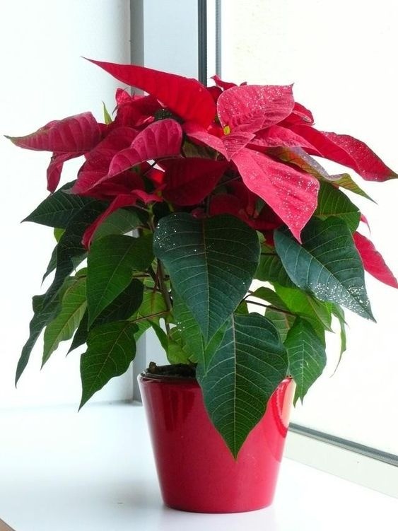 Classic red Poinsettia houseplant in a pot