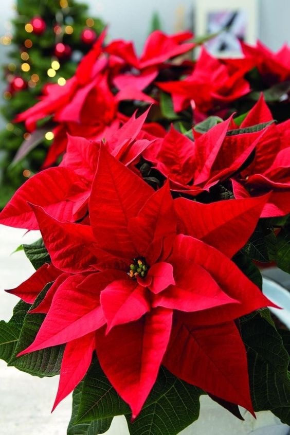 Classic red Poinsettia plant with vibrant red bracts and green leaves, often associated with holidays.