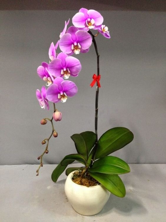 Classic white Phalaenopsis 'Moth' orchid bloom, known for its long flowering period.