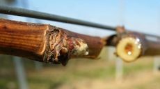 Clear sap dripping or bleeding from a pruning cut on a grapevine cane