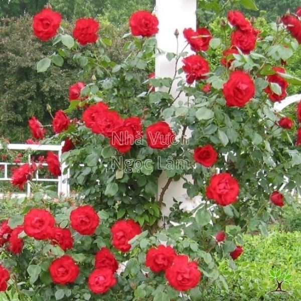 Climbing Tuong Vi Rose in a Pot