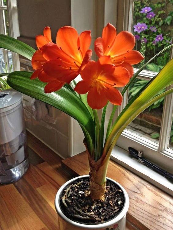 Clivia miniata houseplant with bright orange flower cluster
