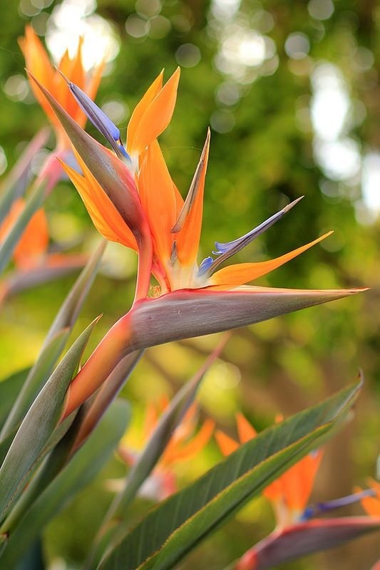 Close-up of a Bird of Paradise flower with orange sepals and blue petals