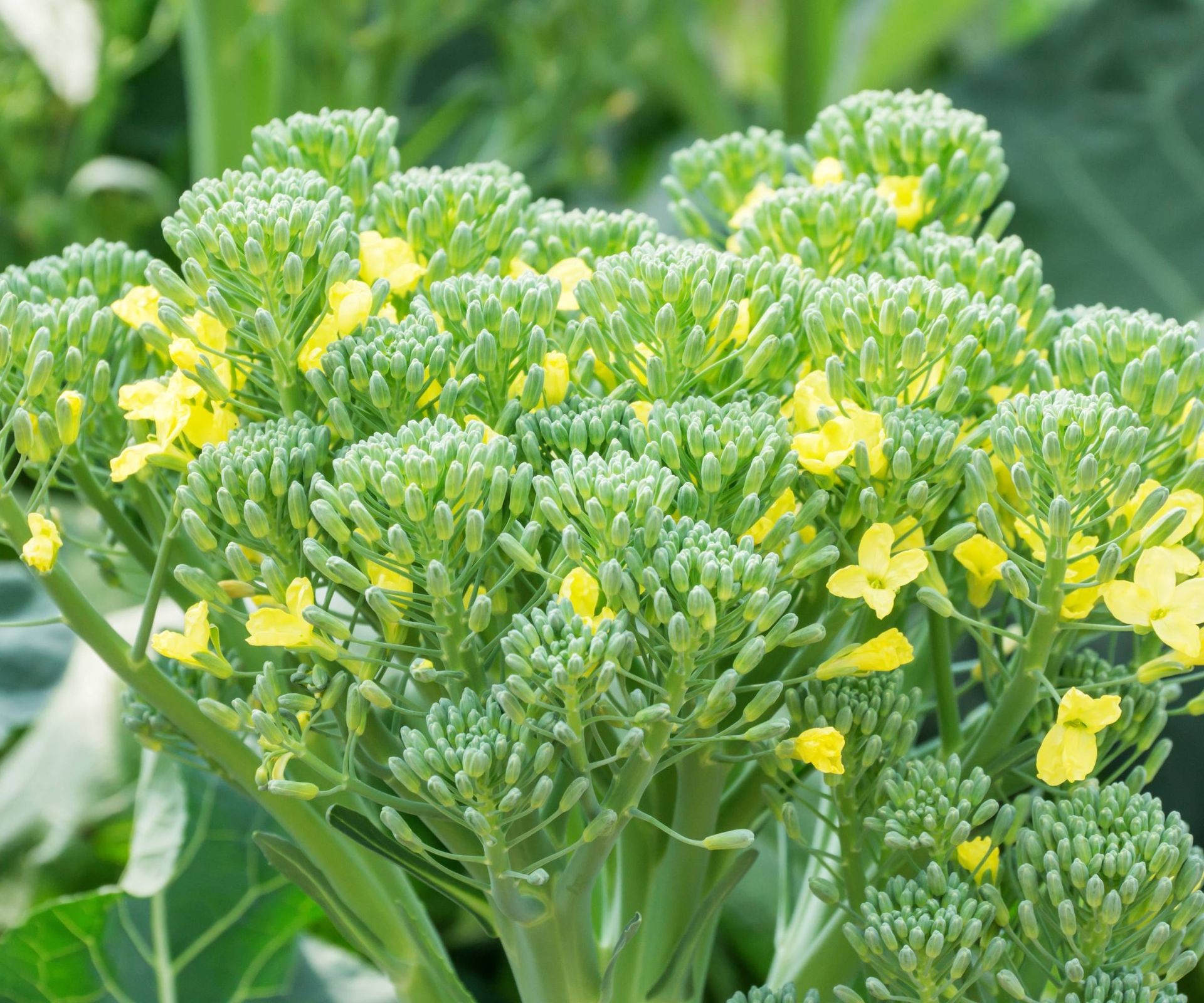 Close-up of a broccoli head showing small yellow flowers starting to bloom, indicating it is past ideal harvest time