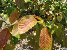 Close-up of a guava plant showing reddish-purple leaves