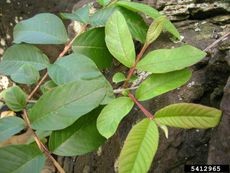 Close-up of a guava plant showing yellowing leaves