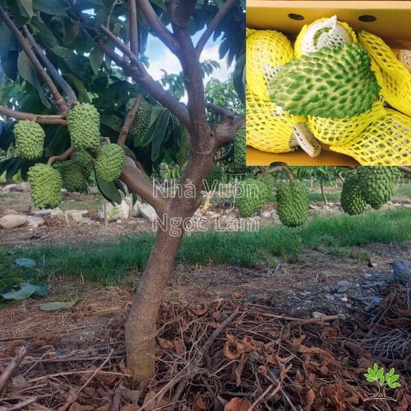 Close-up of a large, spiky green Durian Annona fruit on a branch