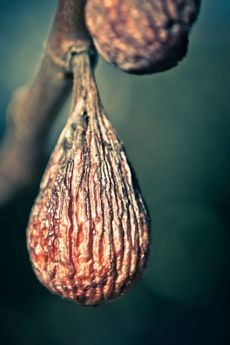 Close up of a mummified or dried fig fruit still attached to a branch