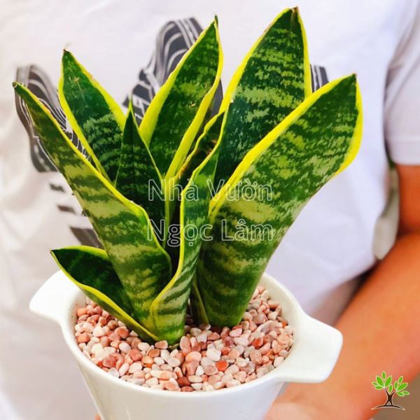 Close-up of a Snake Plant with tall, variegated leaves