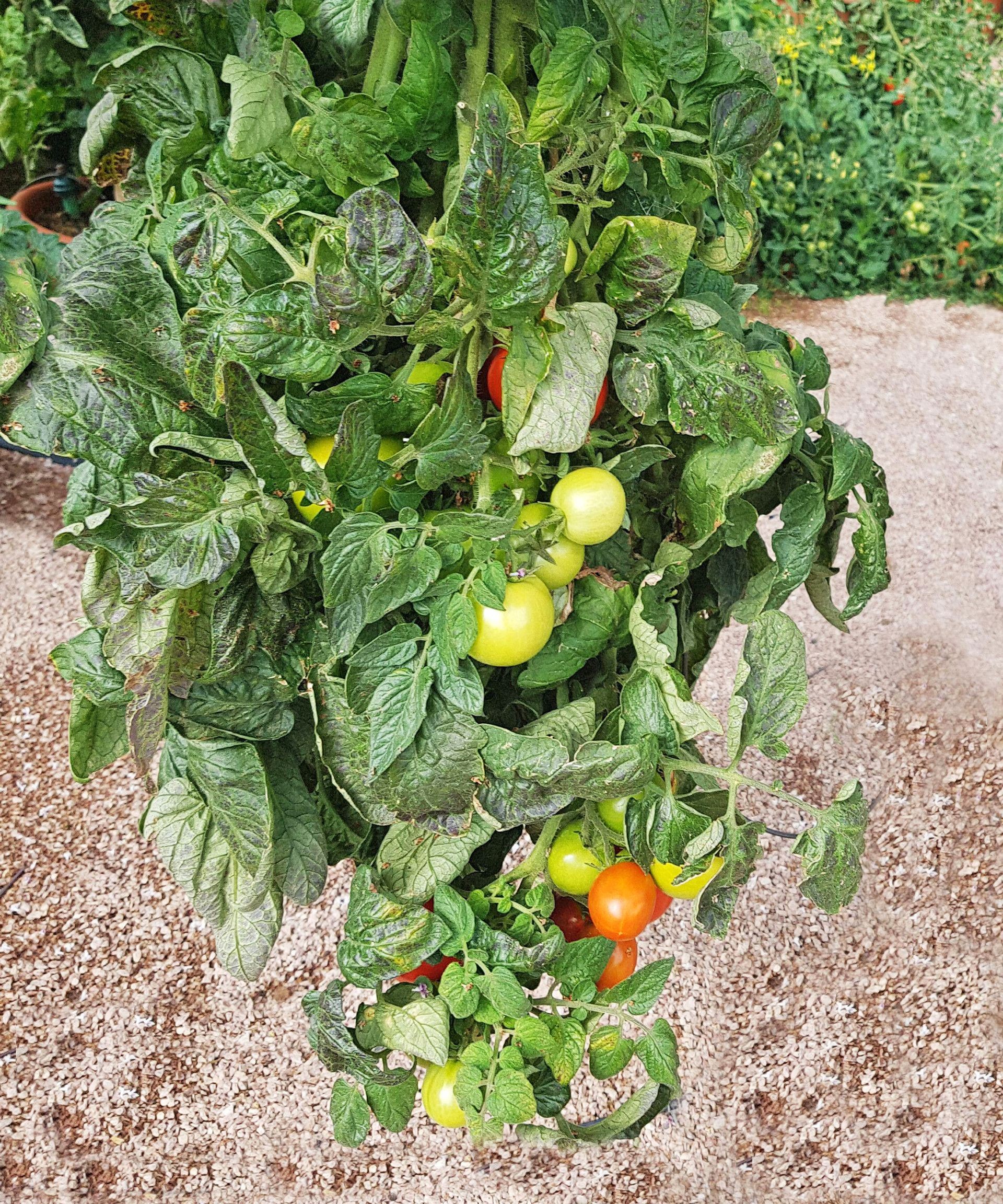 Close-up of a tomato plant stem emerging from the bottom of an upside-down hanging container, curving upwards towards sunlight.