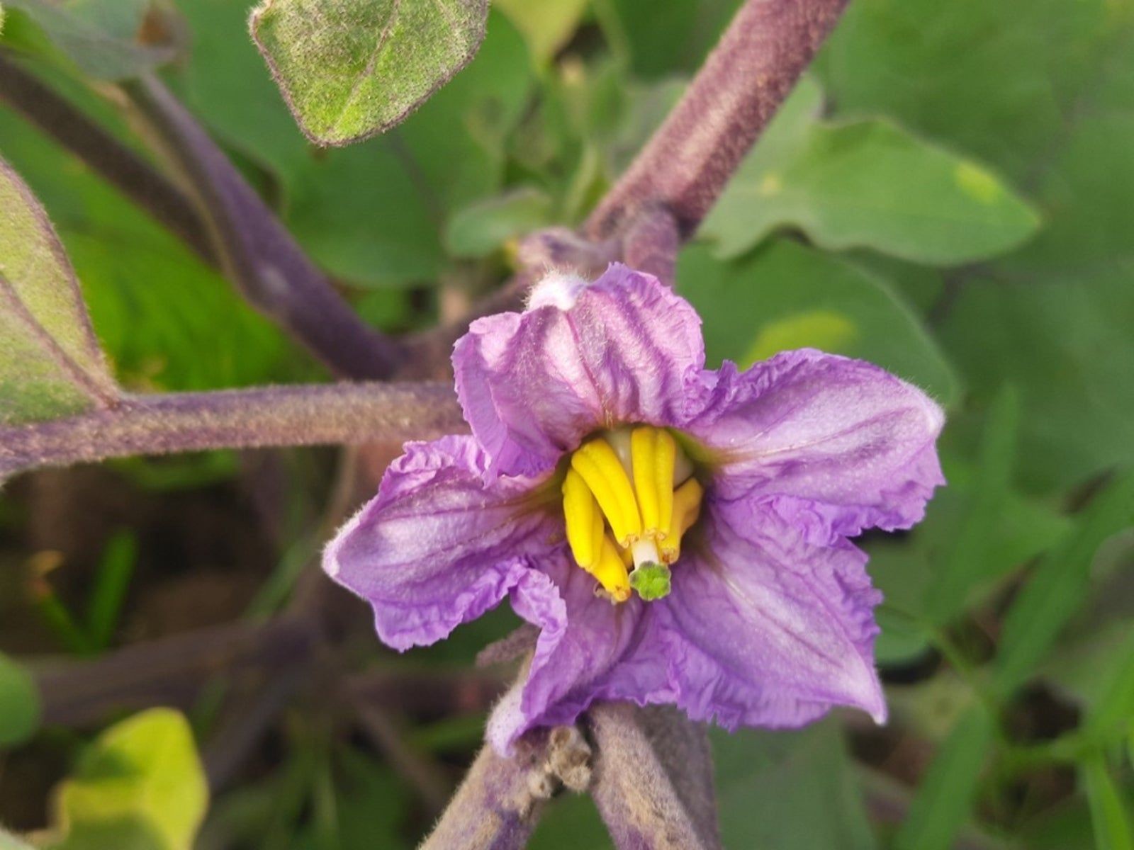 Close-up of a vibrant purple eggplant flower