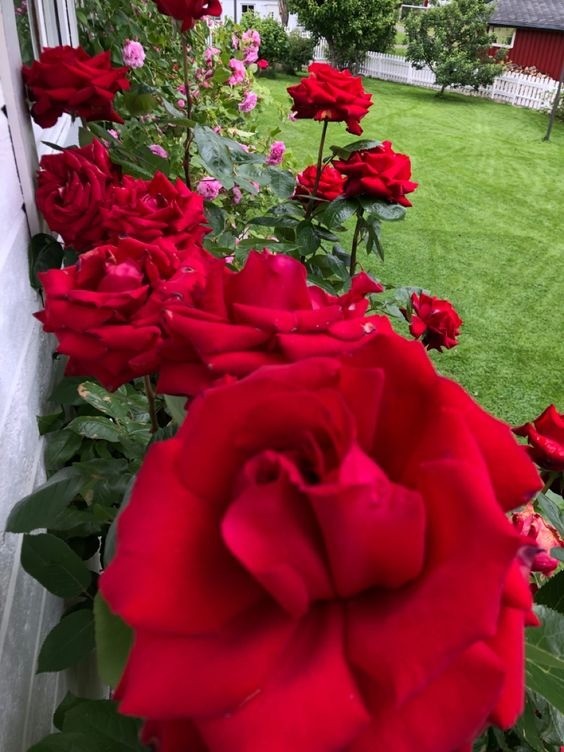 Close-up of a vibrant red rose in full bloom