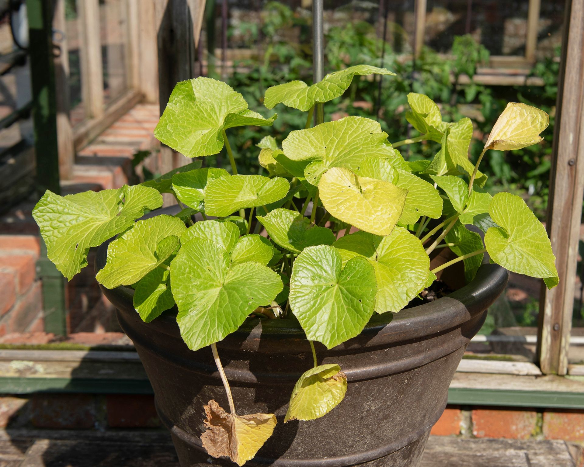 Close-up of a wasabi plant with distinctive heart-shaped leaves growing in a pot filled with well-draining soil.