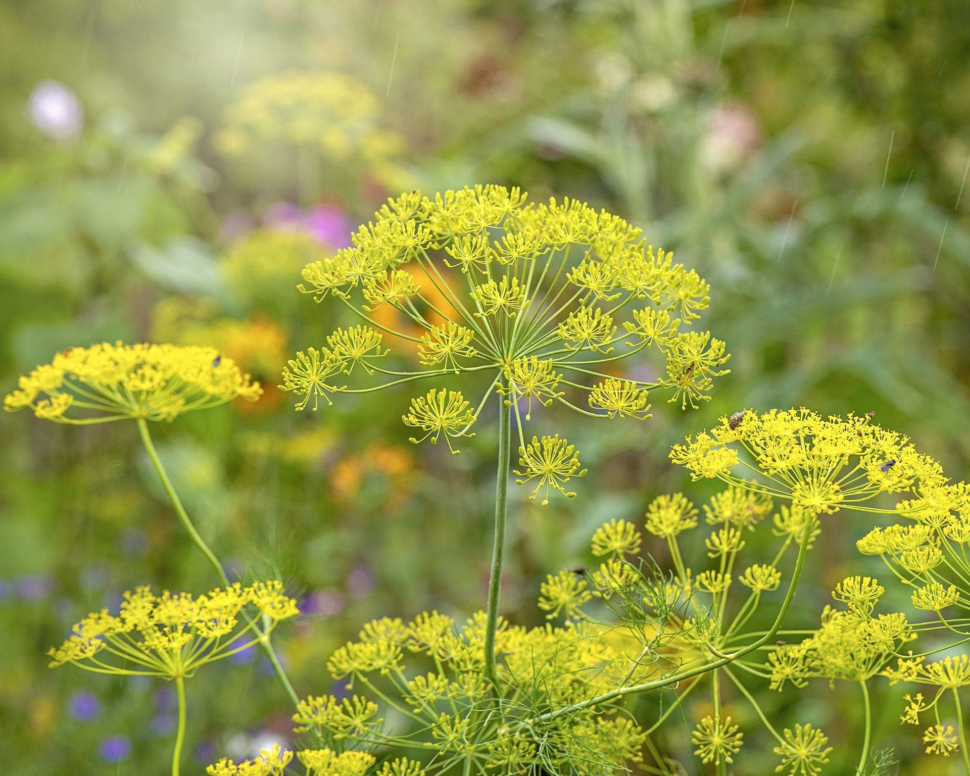 Close up of bright yellow dill flowers growing in a garden setting