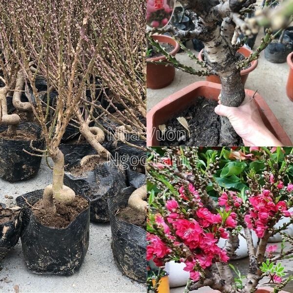 Close-up of deep pink, multi-petaled 'Đào Thất Thốn' peach blossoms on a gnarled branch.
