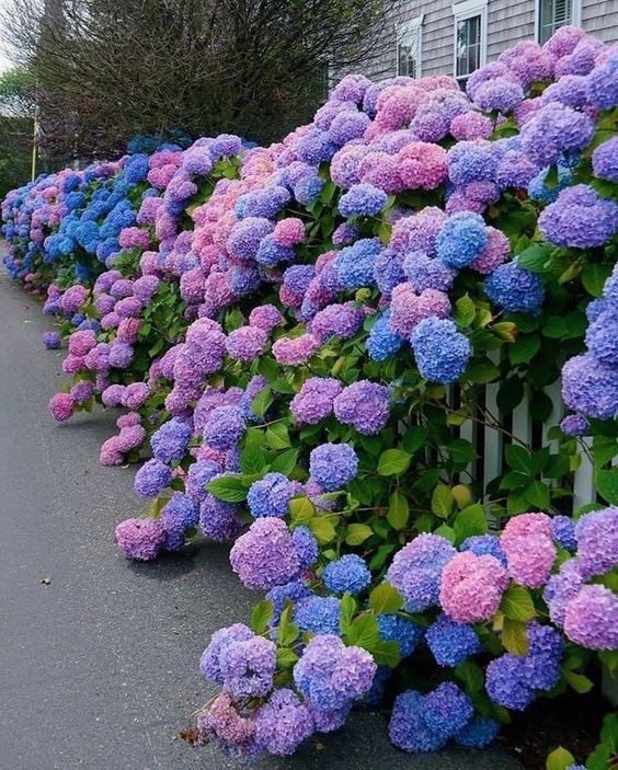 Close-up of delicate white and pink Climbing Hydrangea flowers blooming on a green vine fence