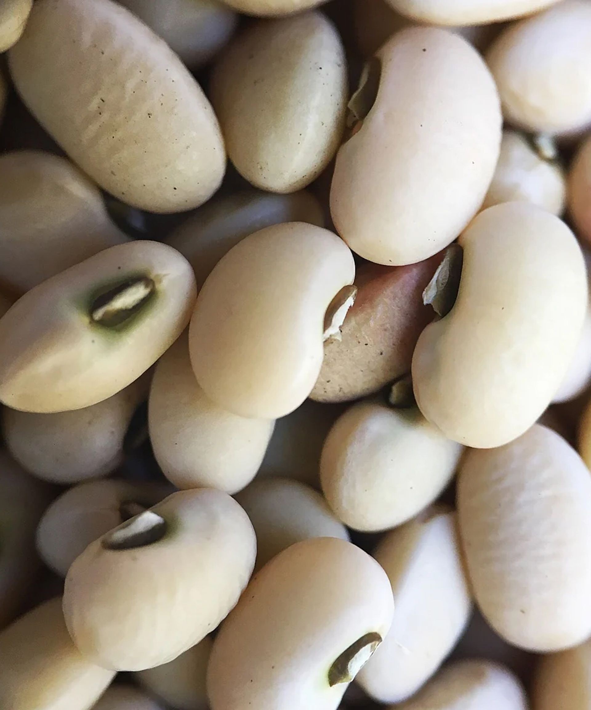 Close-up of Fagiolina del Trasimeno beans displaying their varied colors
